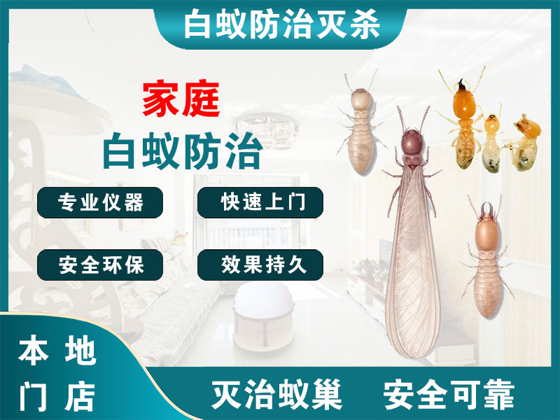 沭阳家庭白蚁防治