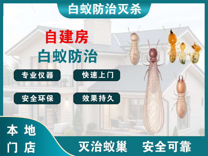 沭阳自建房白蚁防治