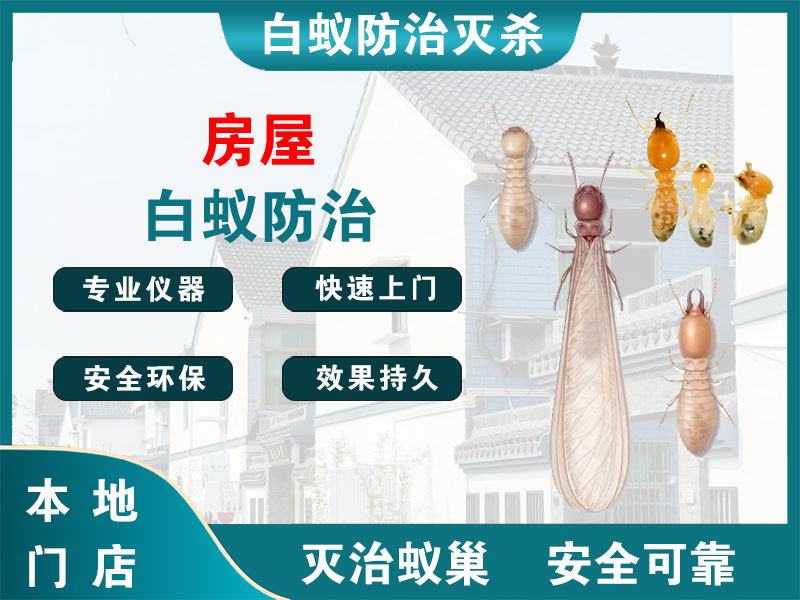 沭阳房屋白蚁防治